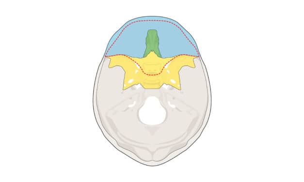 Anterior Cranial Base Fundamentals