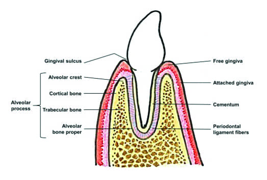 the root alveolus