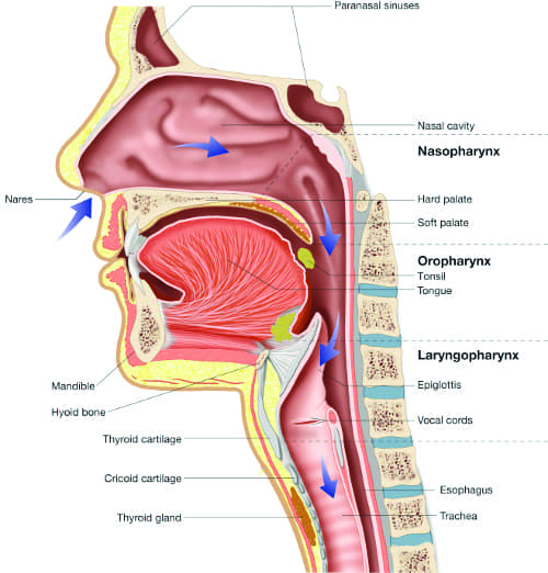 Details About Sleep Apnea (Sleep Disorder) with Airdrie Dentist